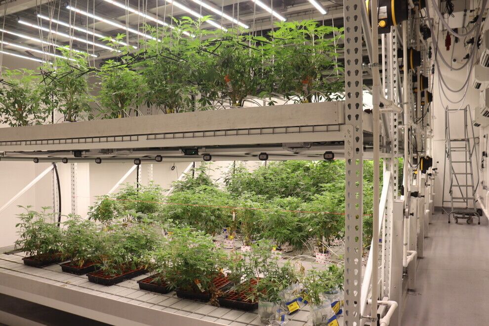 Ack Natural Cannabis Plants