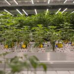 Ack Natural flower room