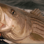 cannabis order interface – August 16, 2022