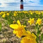 Dispensary Nantucket