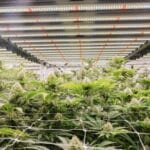 Acknat cannabis dispensary