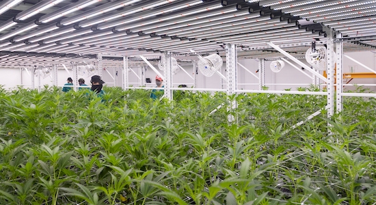 cannabis Near Me