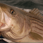 Bluefishing On Nantucket has been awesome!