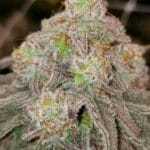 Mac 1 Miracle Alien Cookies