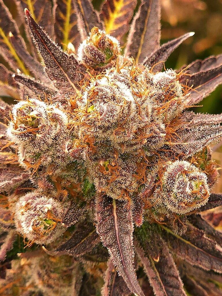 Pot Dispensary Nantucket