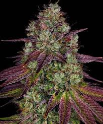 Pot dispensary nantucket cape cod
