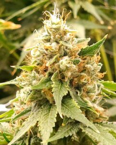 Bubblegum Kush