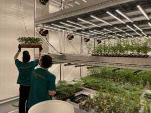 cannabis dispensary