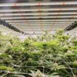 Acknat cannabis dispensary