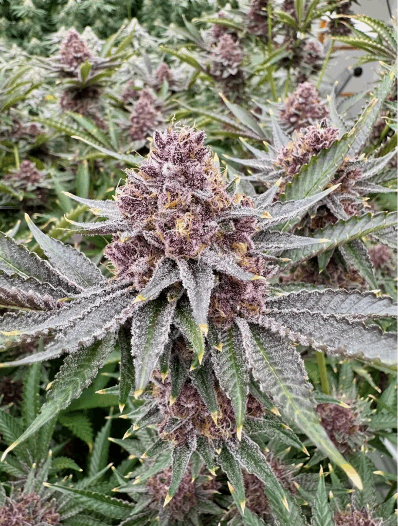 Tropical Cherry