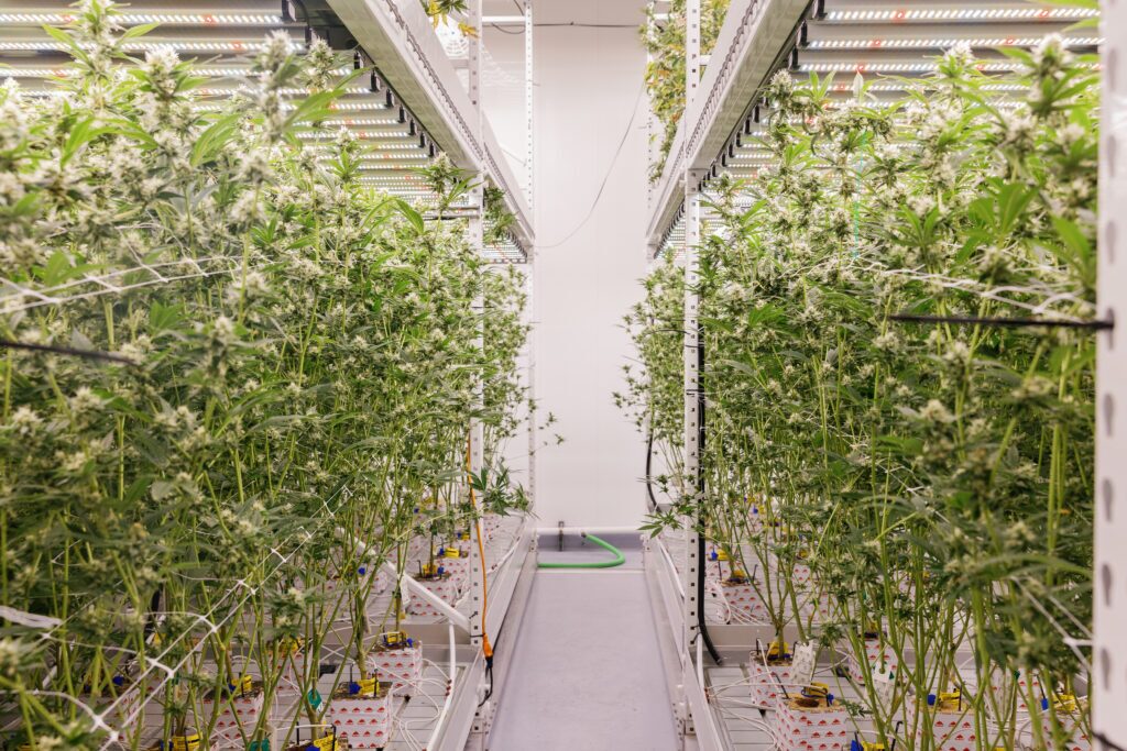new cannabis strains ACK Natural Nantucket spring 2026