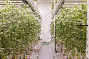 Nantucket Locally Grown Cannabis Locally Owned