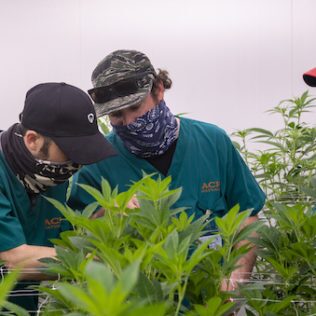 Nantucket cannabis dispensary