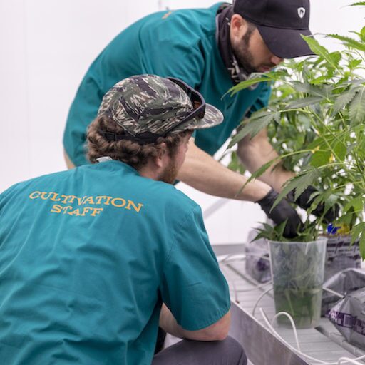 Cannabis Marijuana