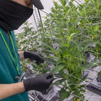 Cannabis Marijuana