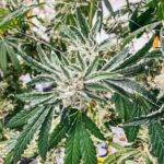 Ack Natural Cannabis Products