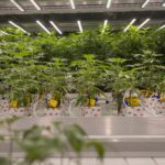 Ack Natural flower room