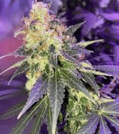 Durban Poison Weed