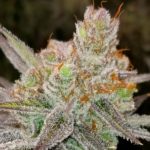 Ack Natural Cannabis Dispensary