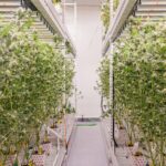 19 Spearhead dr Nantucket cannabis