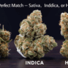 Cannabis Products in Nantucket