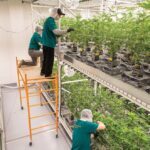 ACK Natural Nantucket cannabis dispensary grow room delivery dispute 2026