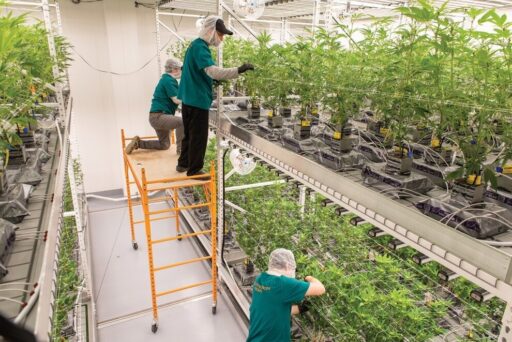 ACK Natural dispensary featured in the Nantucket Current newspaper